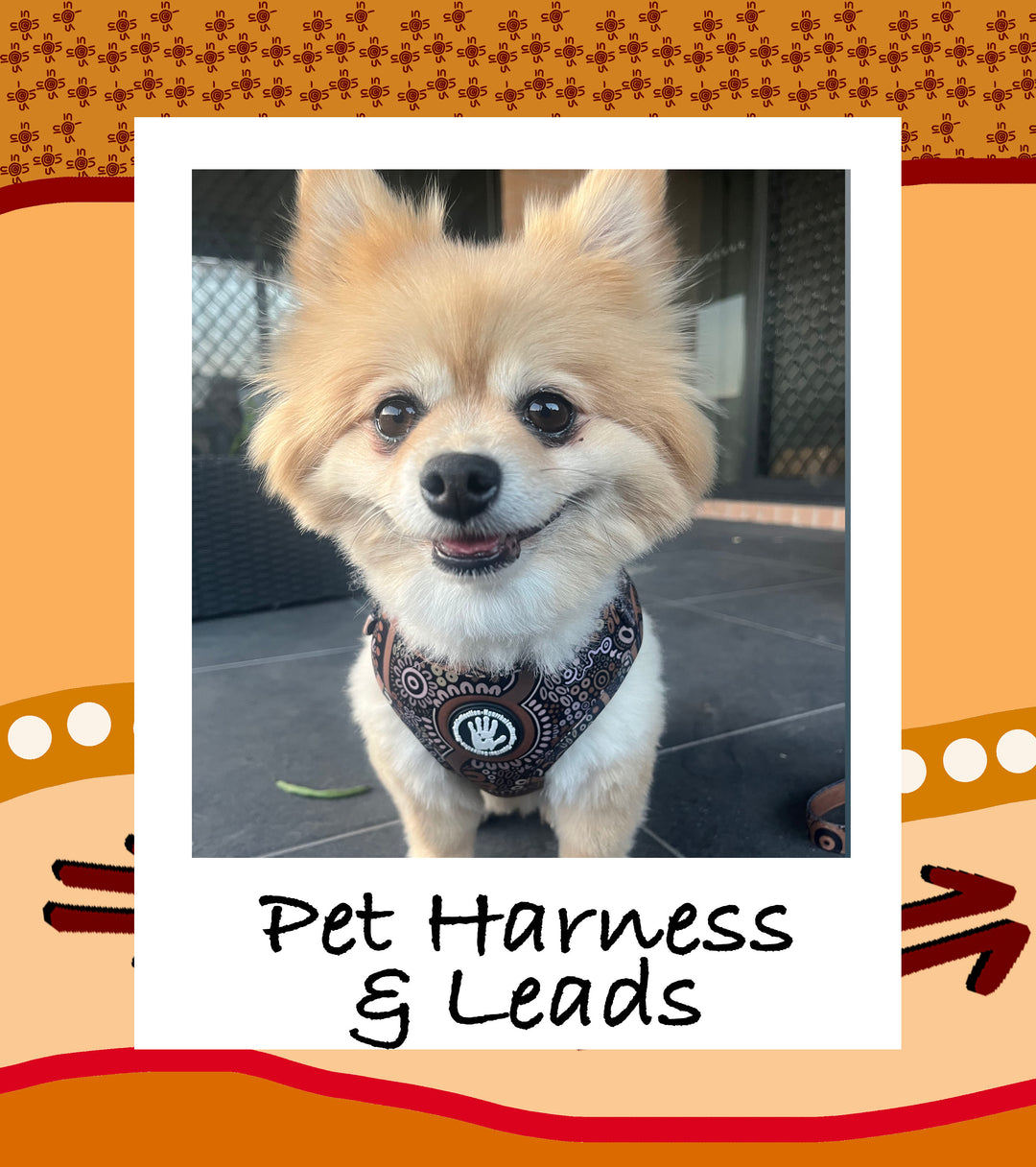 Pet Harnesses + Leads