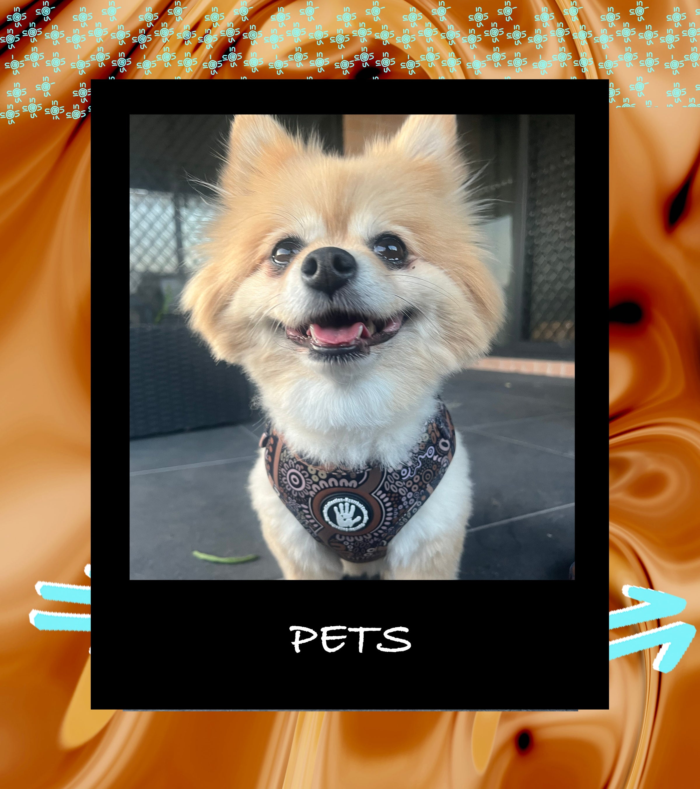 Pet Harnesses + Leads